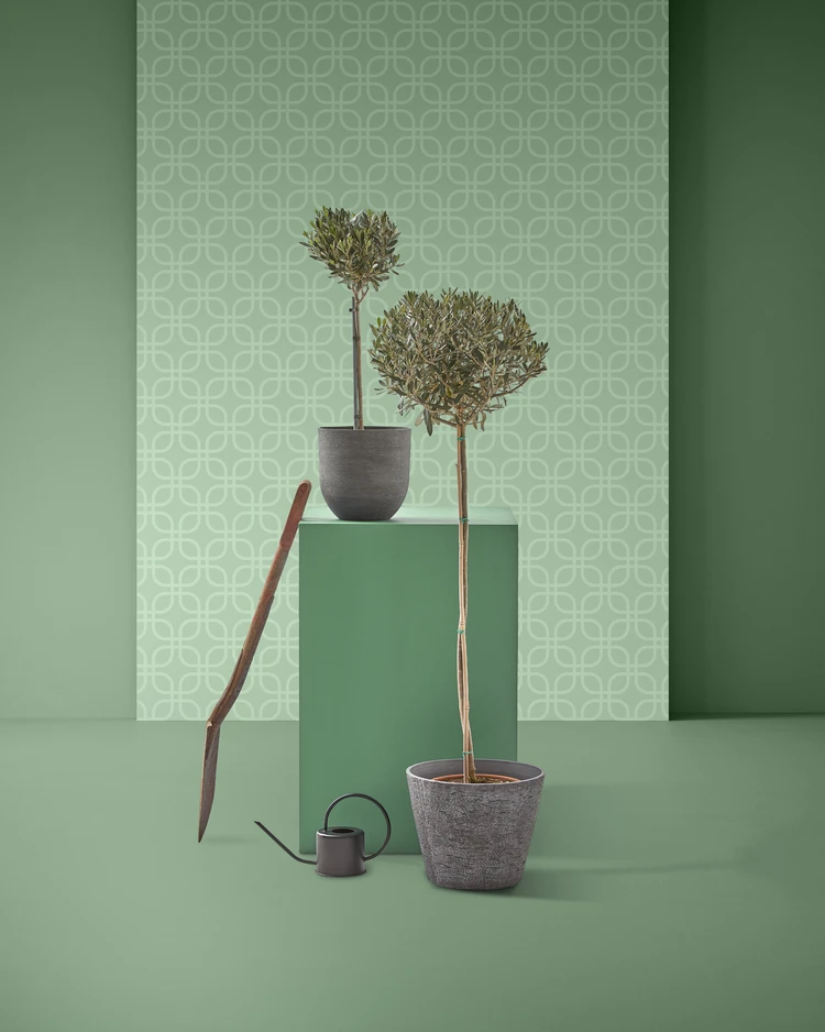 Olivträd - Krukväxt, 70 cm - inspiration
