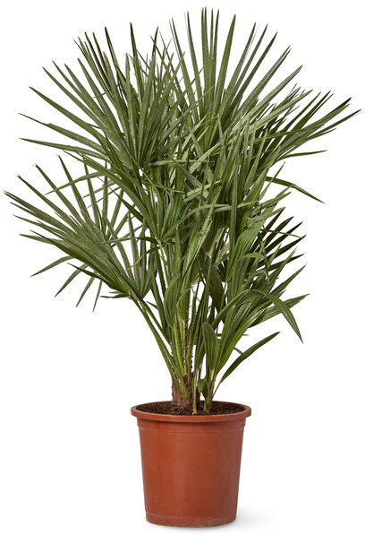 Dvärgpalm - Krukväxt, H 70-80 cm - Grön
