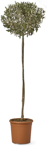 Olivträd - Krukväxt, 70 cm - Grön