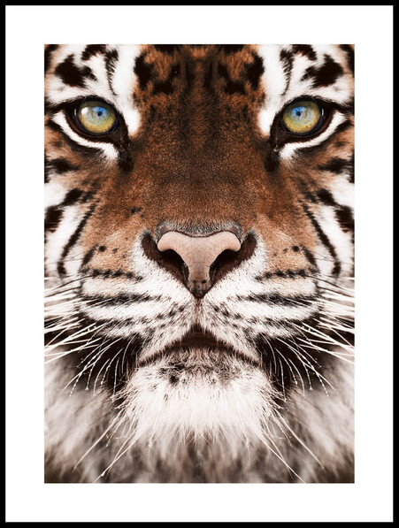 Bengal Tiger - Poster - Vit