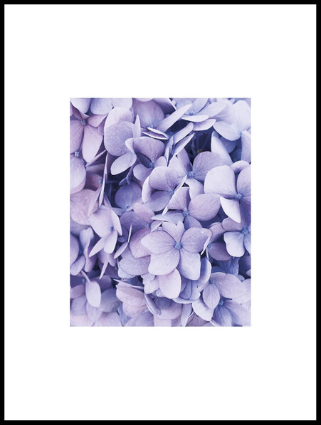 Lila Hortensia  - Poster - Lila