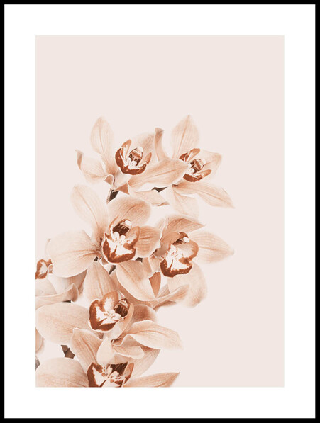 Orkidé  - Poster - Beige