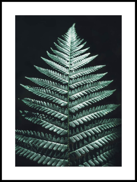 Ormbunksblad - Poster - Svart