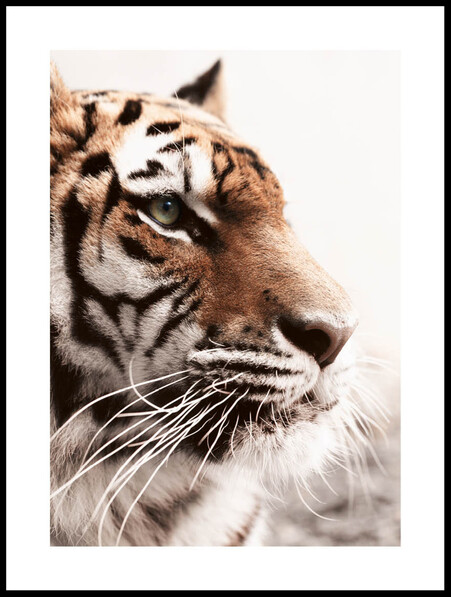 Tiger - Poster - Vit