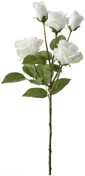 Ros - Snittblomma, H 52 cm - Vit