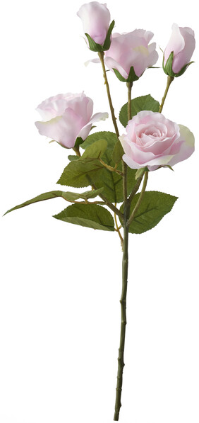 Ros - Snittblomma, H 52 cm - Rosa