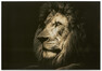 Lion - Tavla, 100x70 cm - Svart
