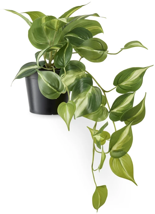 Gullranka, Konstväxt i kruka, H 48 Ø 30 cm