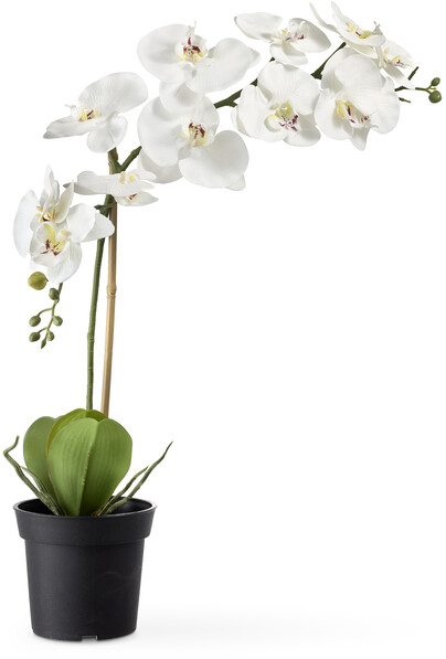 Orkidé - Konstväxt i kruka, H 55 Ø 28 cm - Vit