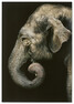 Elefant - Tavla, 70x100 cm - Grå