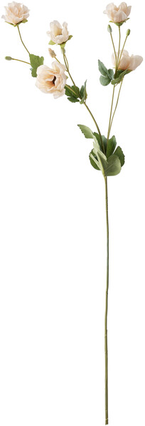 Anemon - Snittblomma, H 70 cm - Orange