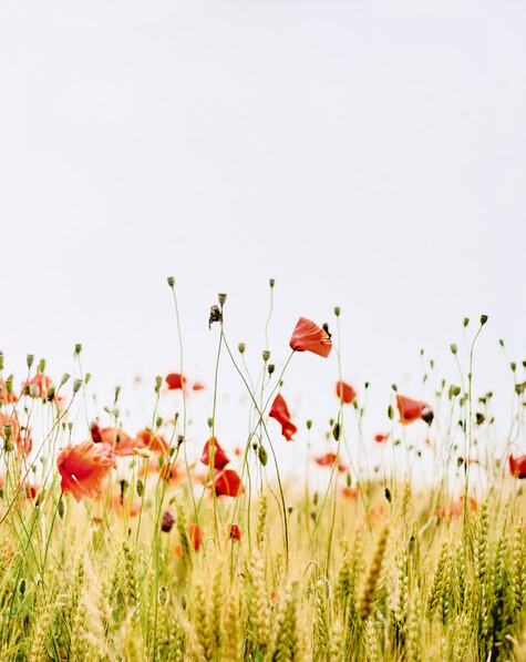Poppies - Poster, 40x50 cm - Flerfärgad