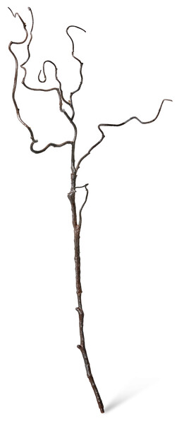 Trollhassel - Kvist, H 73 cm - Brun