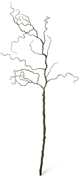 Trollhassel - Kvist, H 145 cm - Brun