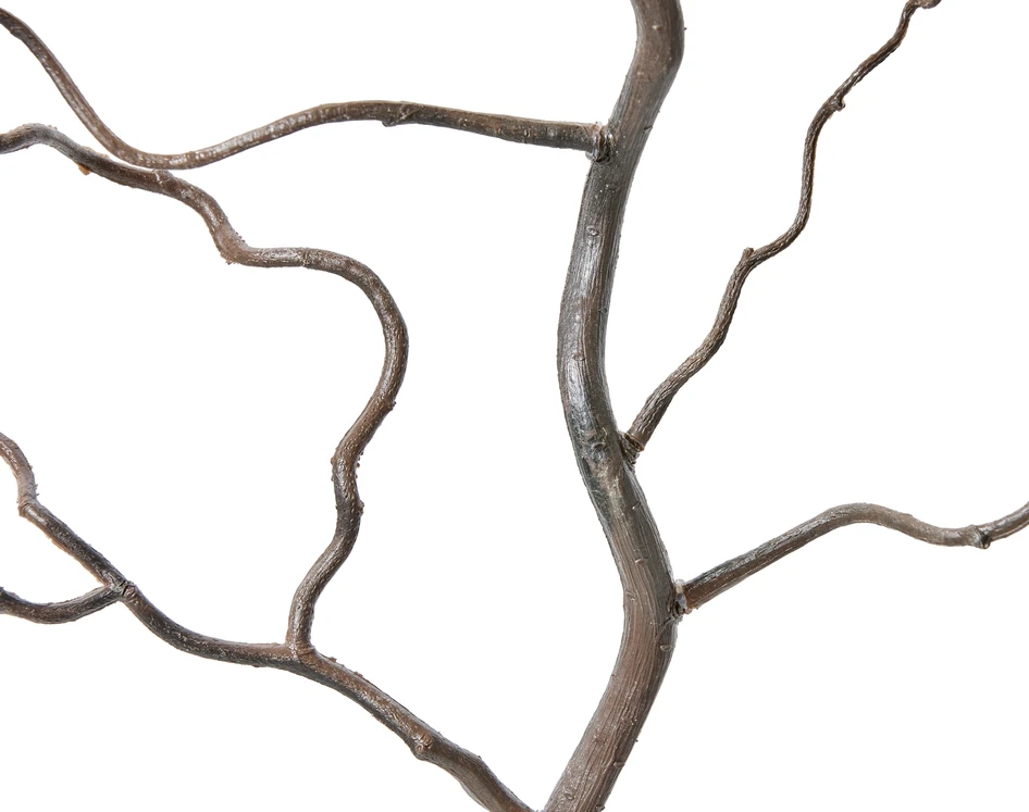 Trollhassel - Kvist, H 145 cm - Brun