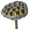 Lotus - Snittblomma, H 73 cm - Brun