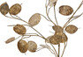 Penningblomma - Snittblomma, H 78 cm - Beige