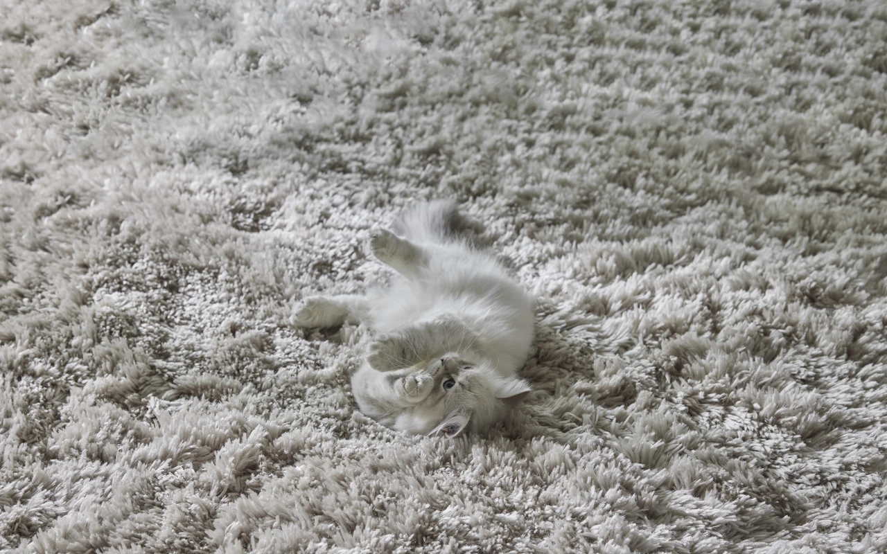 Richmond - Ryamatta, 200x300 cm - inspiration