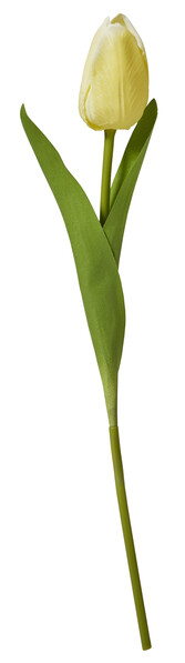 Tulpan - Snittblomma, H 46 cm - Gul