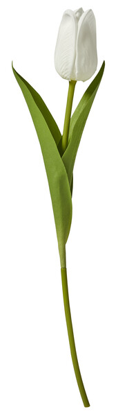 Tulpan - Snittblomma, H 46 cm - Vit