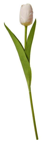 Tulpan - Snittblomma, H 46 cm - Rosa