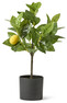 Citronträd - Konstväxt i kruka, H 40 Ø 10 cm - Gul