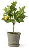 Citronträd - Konstväxt i kruka, H 40 Ø 10 cm - Gul