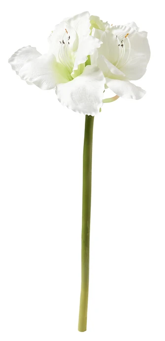 Amaryllis, Snittblomma, H 55 cm