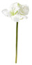 Amaryllis - Snittblomma, H 55 cm - Vit