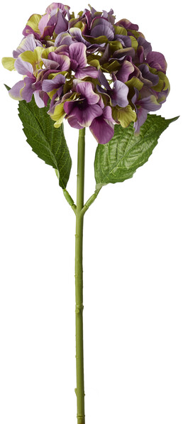 Hortensia - Snittblomma, H 48 cm - Lila