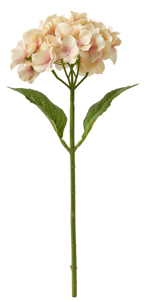Hortensia - Snittblomma, H 48 cm - Beige