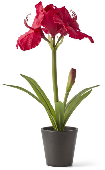 Amaryllis - Konstväxt i kruka, 27x34x56 cm - Röd