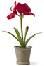 Amaryllis - Konstväxt i kruka, 27x34x56 cm - Röd