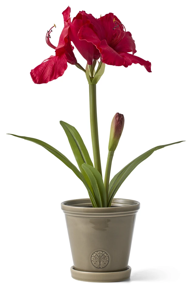 Amaryllis - Konstväxt i kruka, 27x34x56 cm - Röd