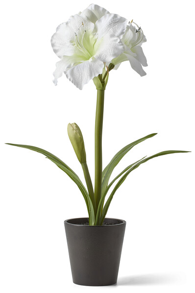 Amaryllis - Snittblomma i kruka, 27x34x56 cm - Vit