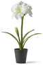 Amaryllis - Snittblomma i kruka, 27x34x56 cm - Vit