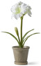 Amaryllis - Snittblomma i kruka, 27x34x56 cm - Vit