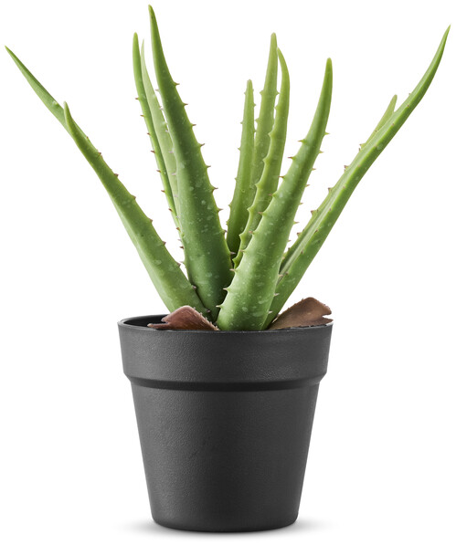 Aloe Vera - Konstväxt i kruka, H 34 Ø 23/14 cm - Grön