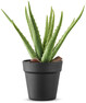 Aloe Vera - Konstväxt i kruka, H 34 Ø 23/14 cm - Grön