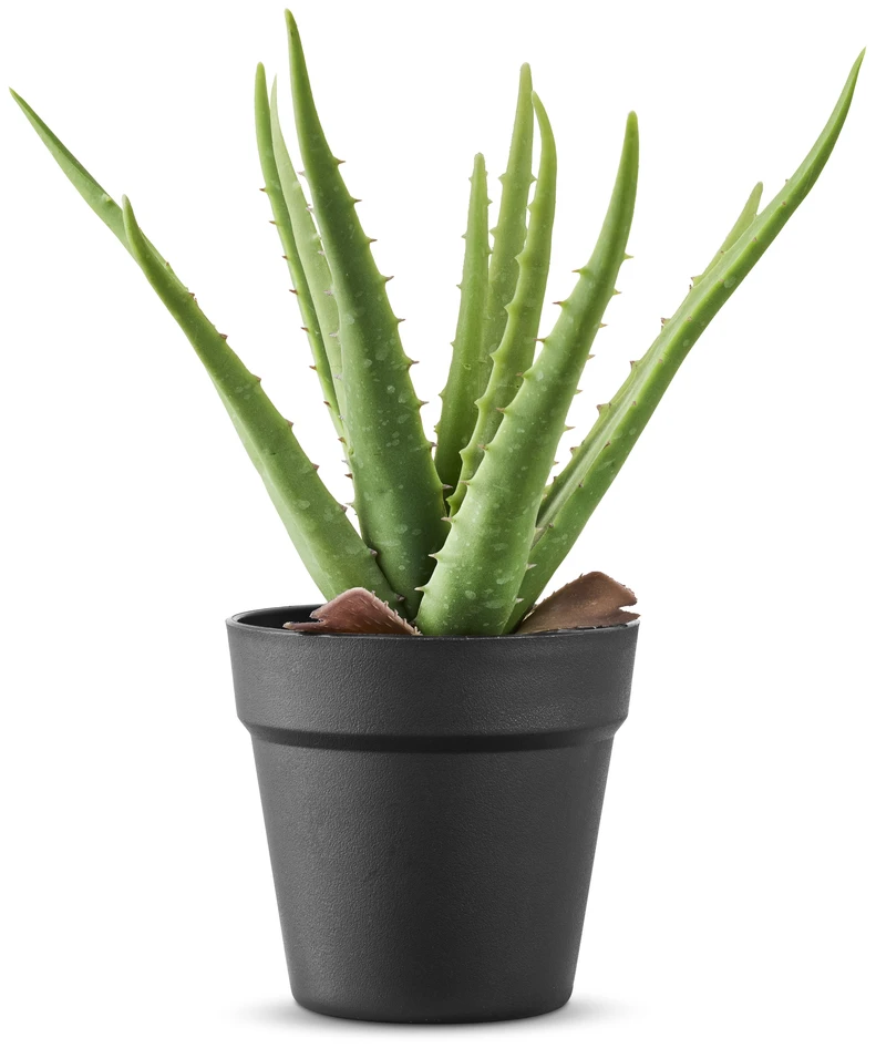 Aloe Vera - Konstväxt i kruka, H 34 Ø 23/14 cm - Grön
