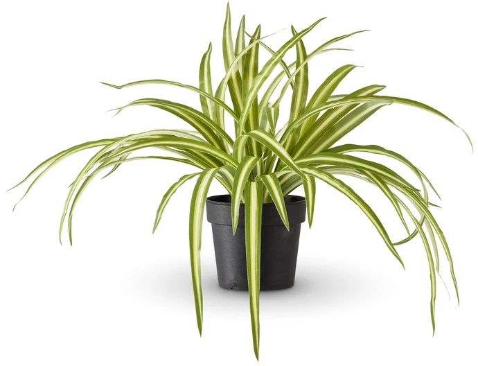 Ampellilja, Konstväxt i kruka, H 25 Ø 35 cm