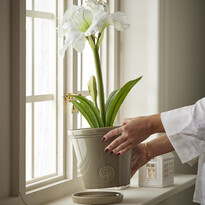 Amaryllis - Snittblomma i kruka, 27x34x56 cm - inspiration