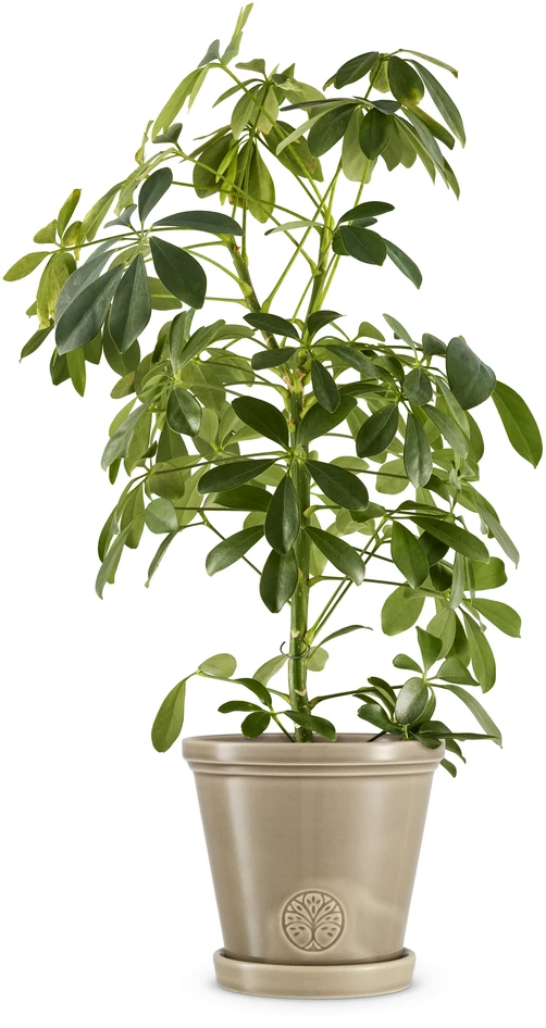 Saltsjö - Kruka, H 16 Ø 17 cm - Beige