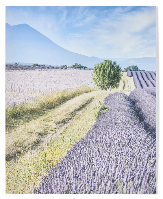 Lavender Field, Poster, 50x40 cm