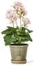 Pelargon - Konstväxt i kruka, H 41 Ø 26 cm - Rosa