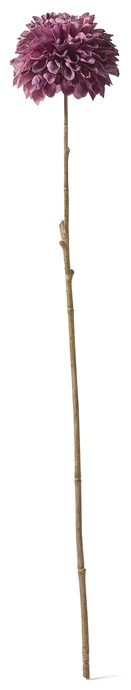 Dahlia, Konstväxt, H 59 cm