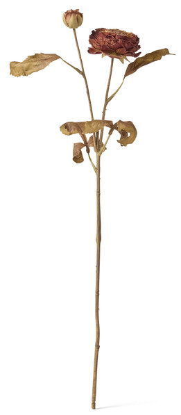 Ranunkel - Konstväxt, H61 cm - Röd