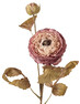 Ranunkel - Konstväxt, H61 cm - Rosa