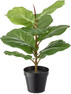 Fiolfikus - Konstväxt i kruka, H 43 Ø 32 cm - Grön