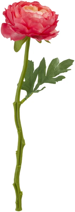 Ranunkel, Konstväxt, H32 cm